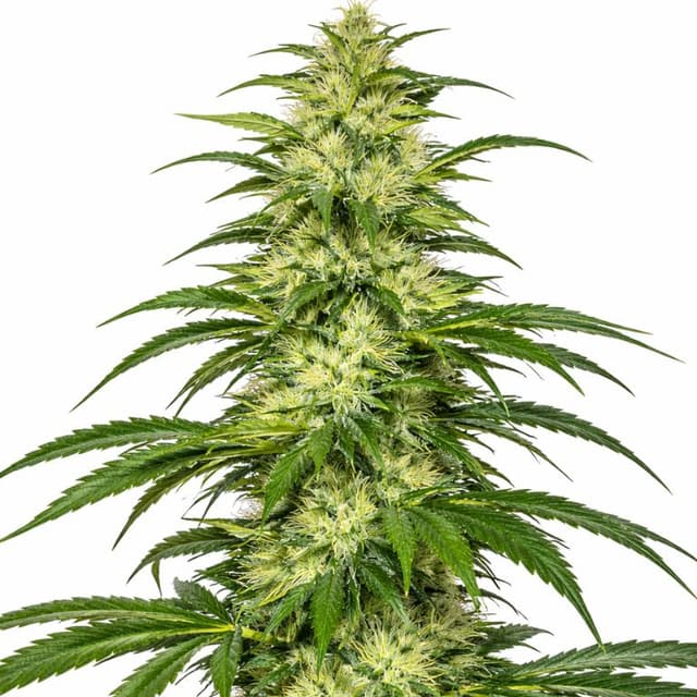 Emballage de graines de cannabis SAGE — Royal King Seeds France