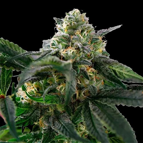 Emballage de graines de cannabis Sour Alien — Royal King Seeds France