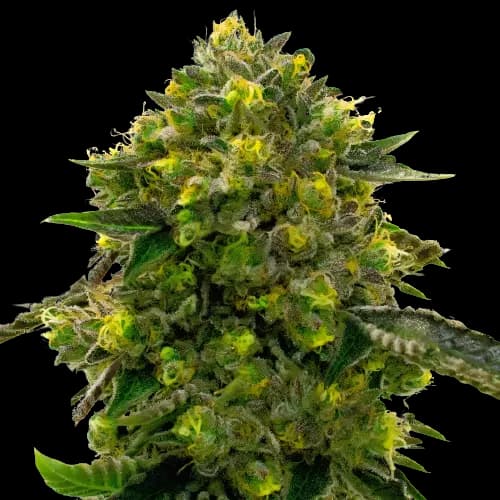Emballage de graines de cannabis The Big Stink — Royal King Seeds France
