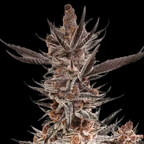 Emballage de graines de cannabis Tropicana Cookies Purple — Royal King Seeds France