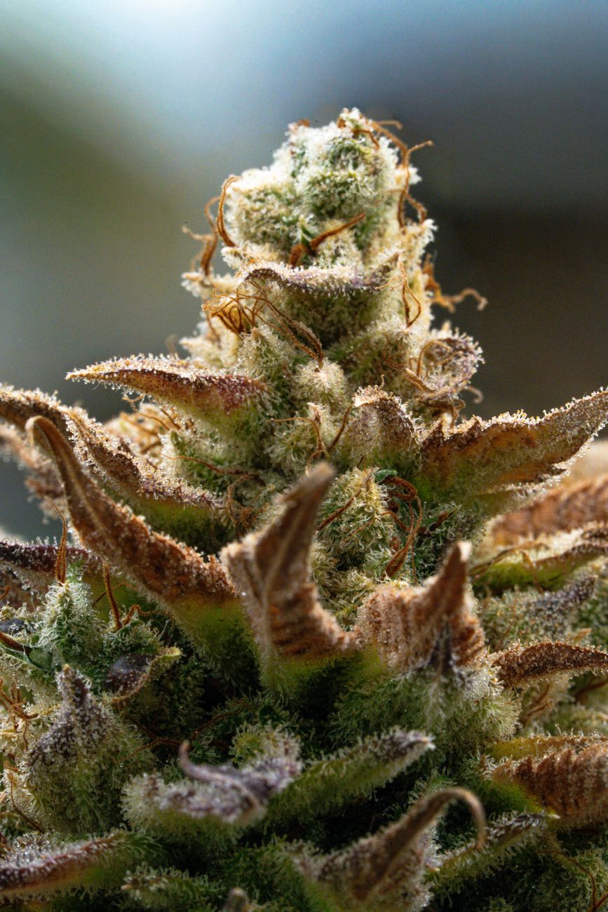 Gros plan d'un bourgeon de cannabis givré mettant en valeur les trichomes détaillés et les couleurs vibrantes.
