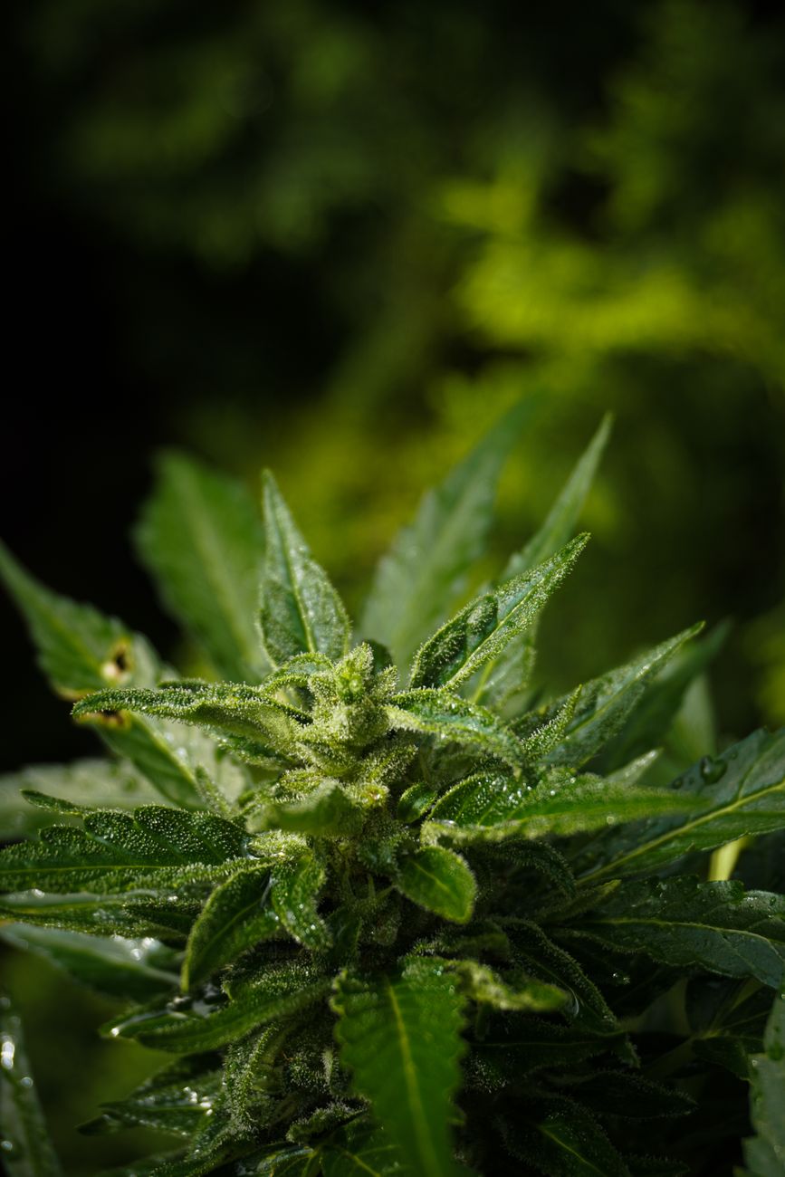 Photo macro haute qualité d'un plant de cannabis mettant en valeur ses feuilles vertes et ses trichomes visibles.