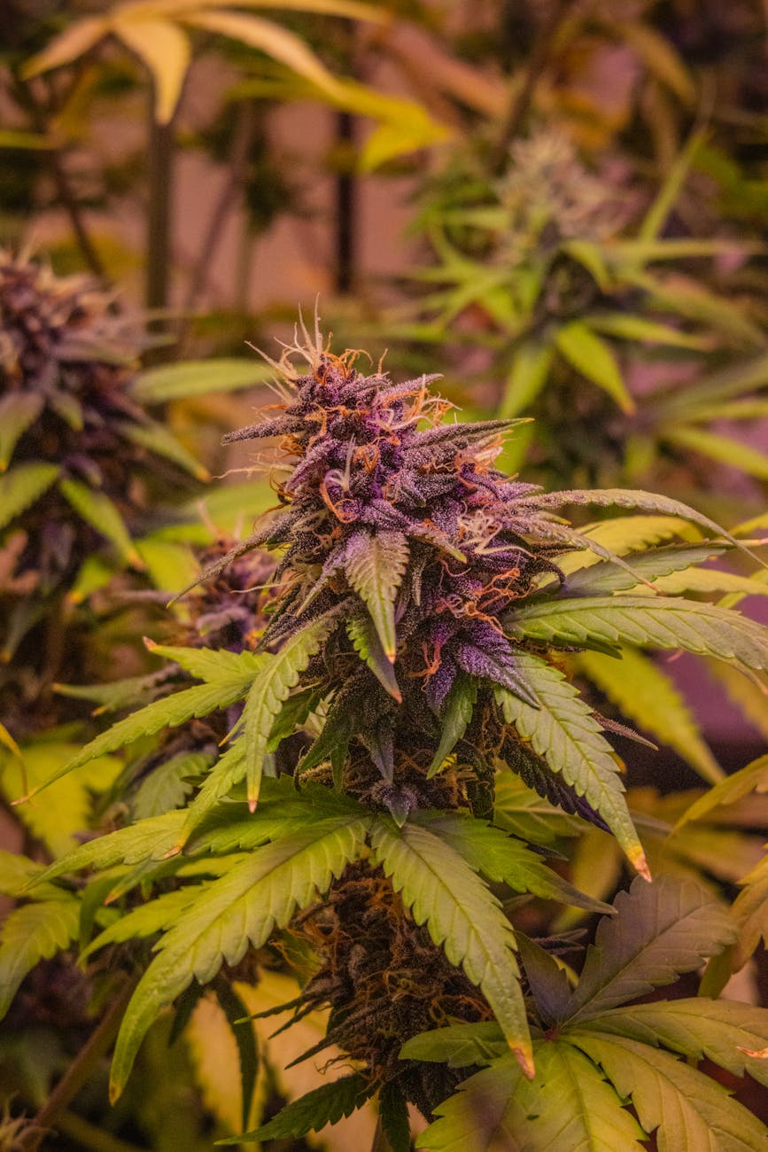 Image détaillée d'un plant de cannabis avec des bourgeons violets vibrants, mettant en valeur son stade de croissance.