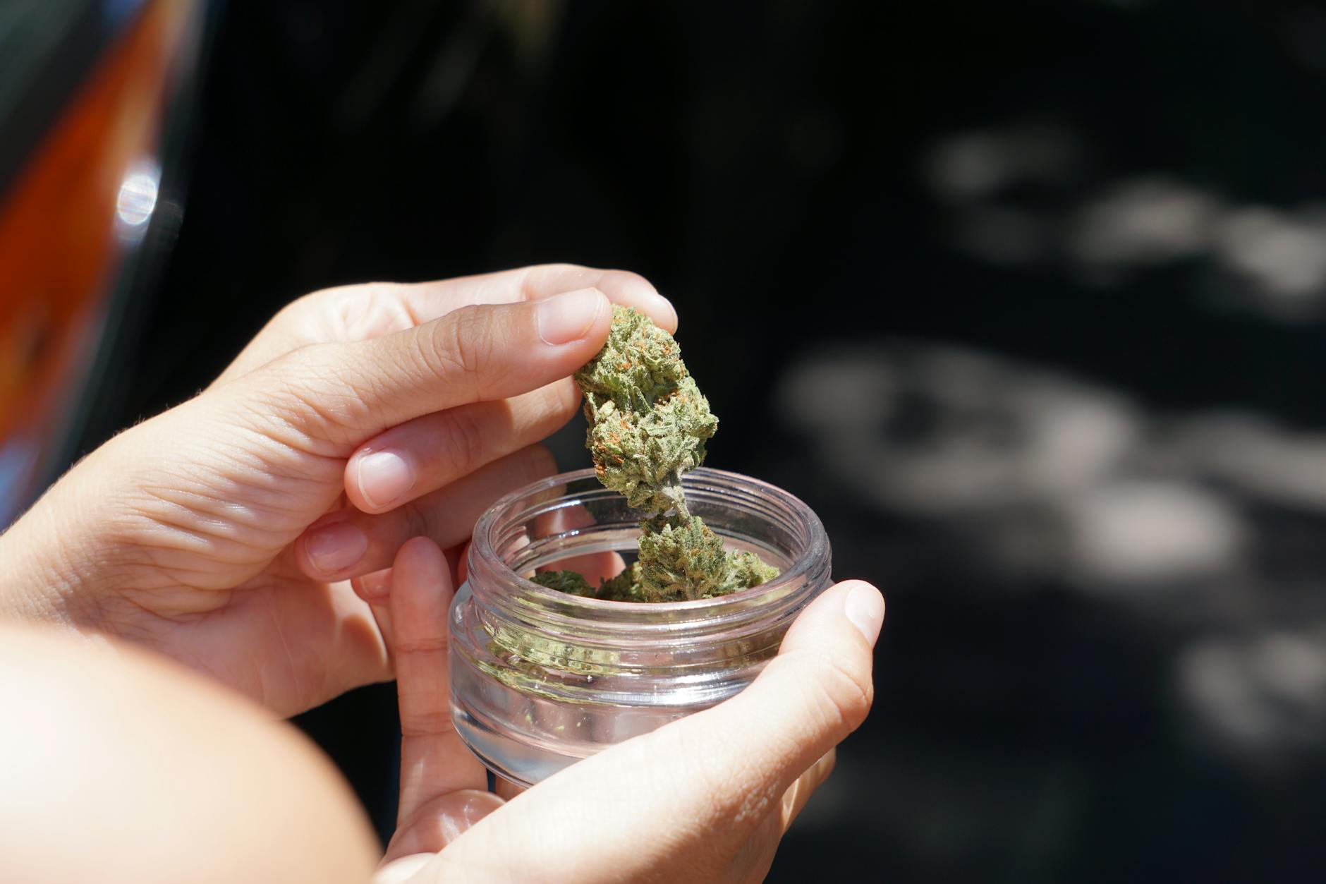 Gros plan de mains tenant des bourgeons de cannabis dans un bocal en verre en plein air à la lumière du jour.