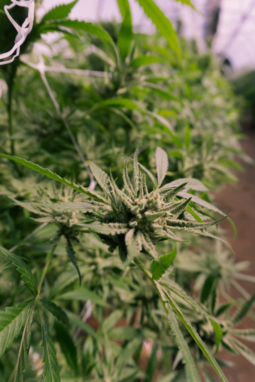 Vue détaillée d'un plant de cannabis en floraison dans un environnement de serre.