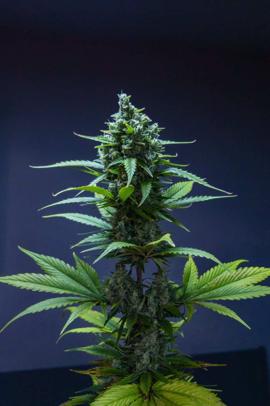 Vue détaillée d'un plant de cannabis sur fond sombre.