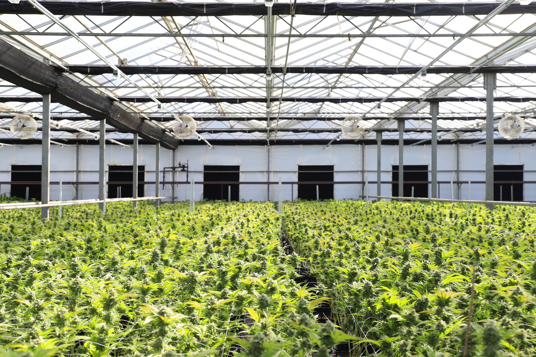 Une serre intérieure luxuriante avec des plants de cannabis abondants prospérant sous la lumière naturelle.