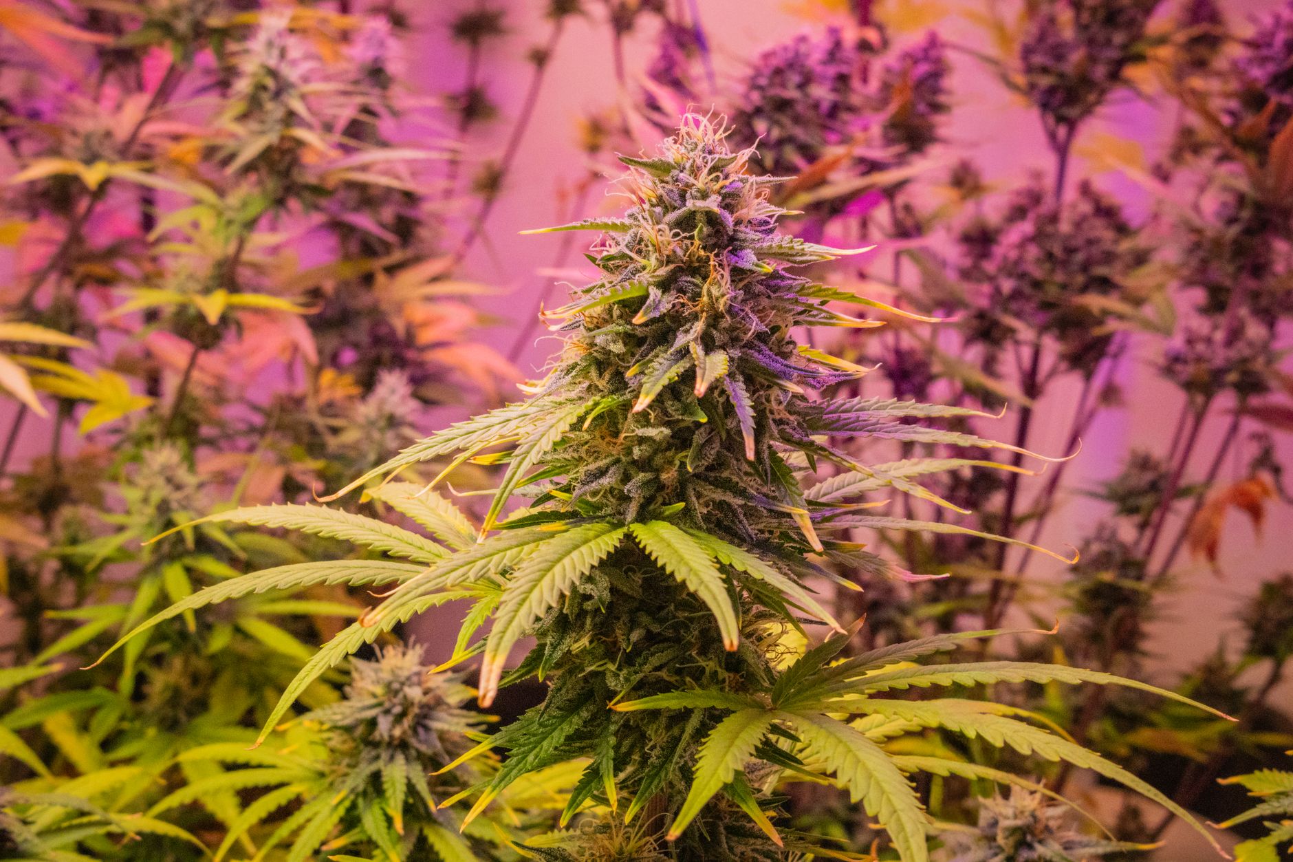 Vue détaillée d'un plant de cannabis sous un éclairage rose vif, en intérieur.
