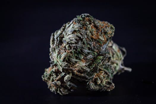Image détaillée d'un bourgeon de cannabis sur fond noir, mettant en valeur la texture et les détails.