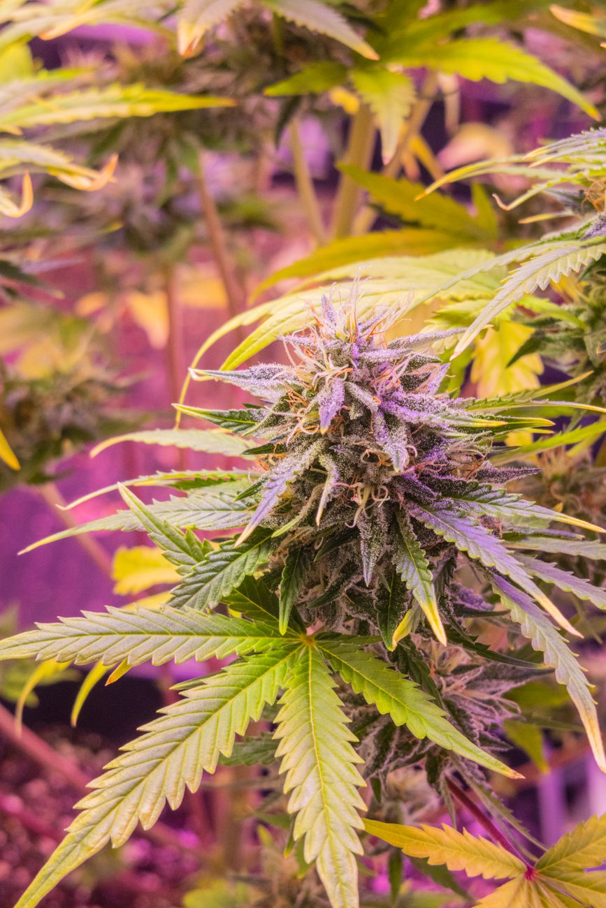 Image détaillée d'un plant de cannabis aux bourgeons violets et aux feuilles vertes sous des lampes de culture.