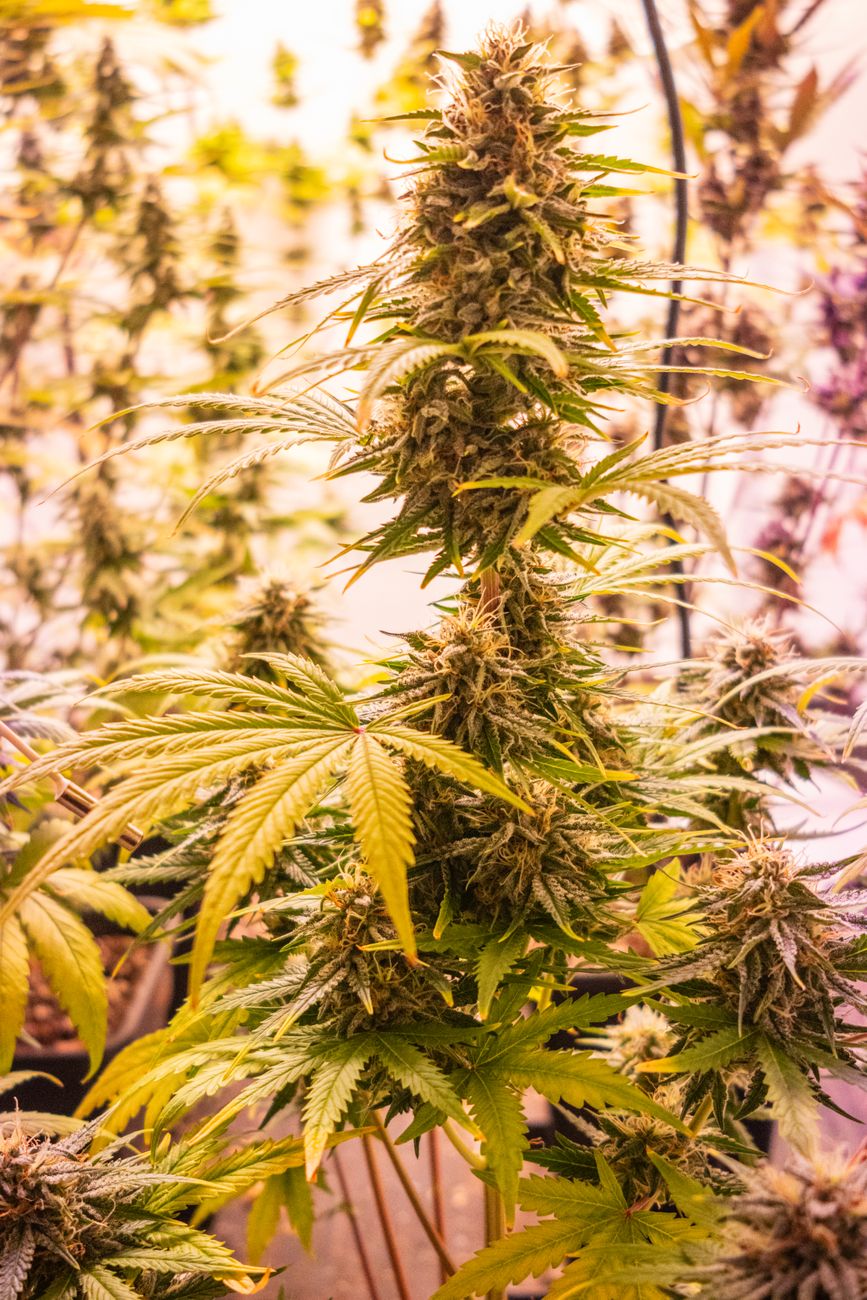 Gros plan détaillé d'un plant de cannabis luxuriant cultivé en intérieur sous un éclairage chaud.
