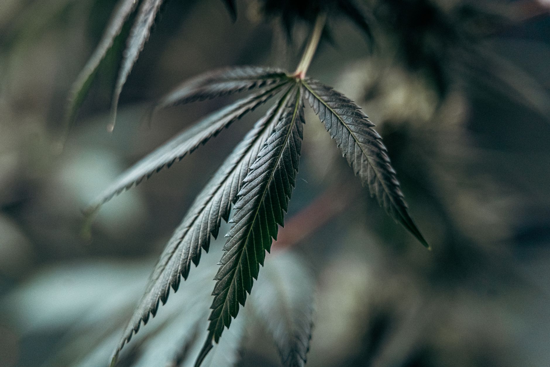 Image détaillée d'une feuille de cannabis sur fond flou, mettant en valeur la texture et la croissance.