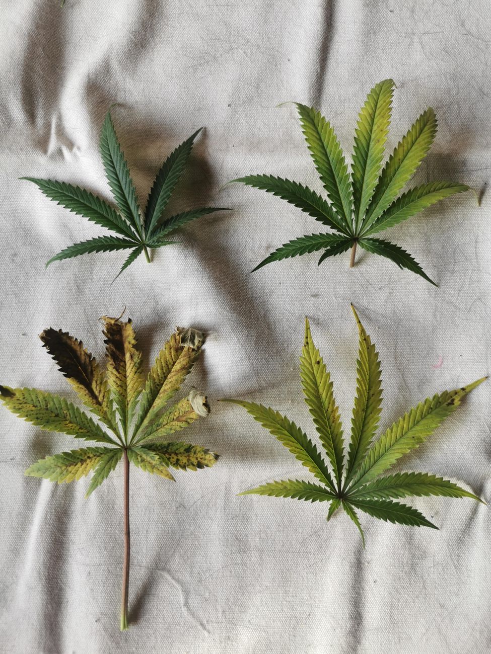 Feuilles de cannabis variées disposées sur une surface en tissu texturé.