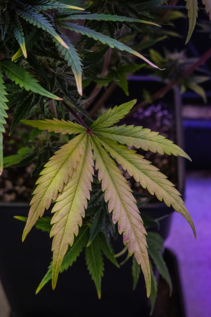 Gros plan saisissant d'une feuille de cannabis dans un espace de culture intérieure.
