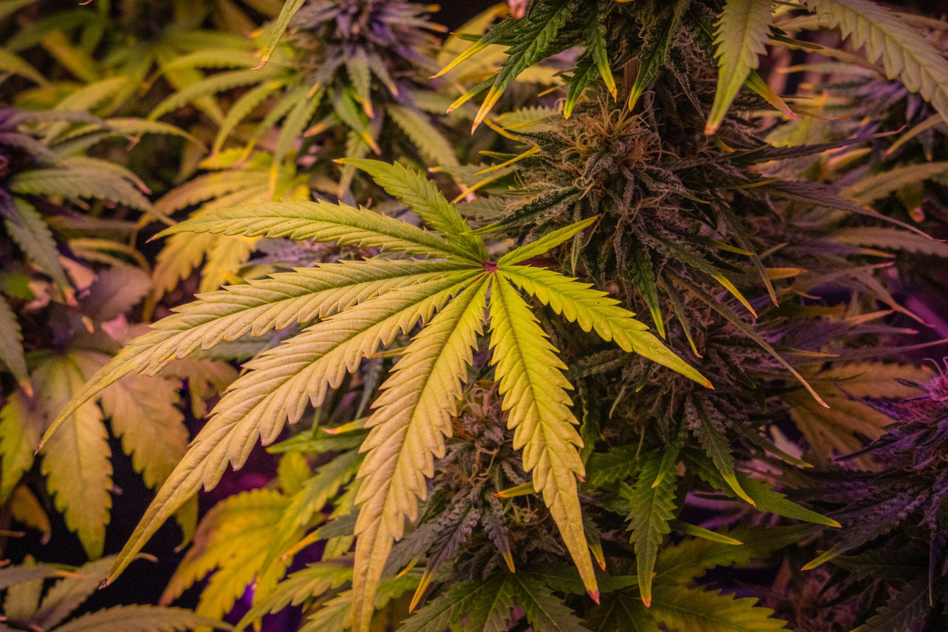 Vue rapprochée de plants de cannabis luxuriants mettant en valeur le détail des feuilles et des bourgeons.