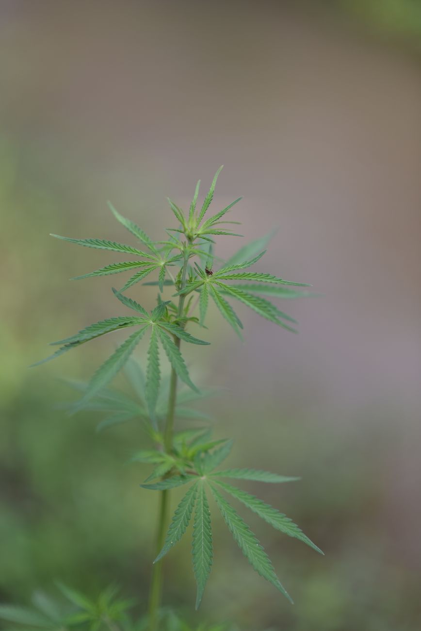 Vue détaillée d'un plant de cannabis aux feuilles vert vif, photographié en extérieur.