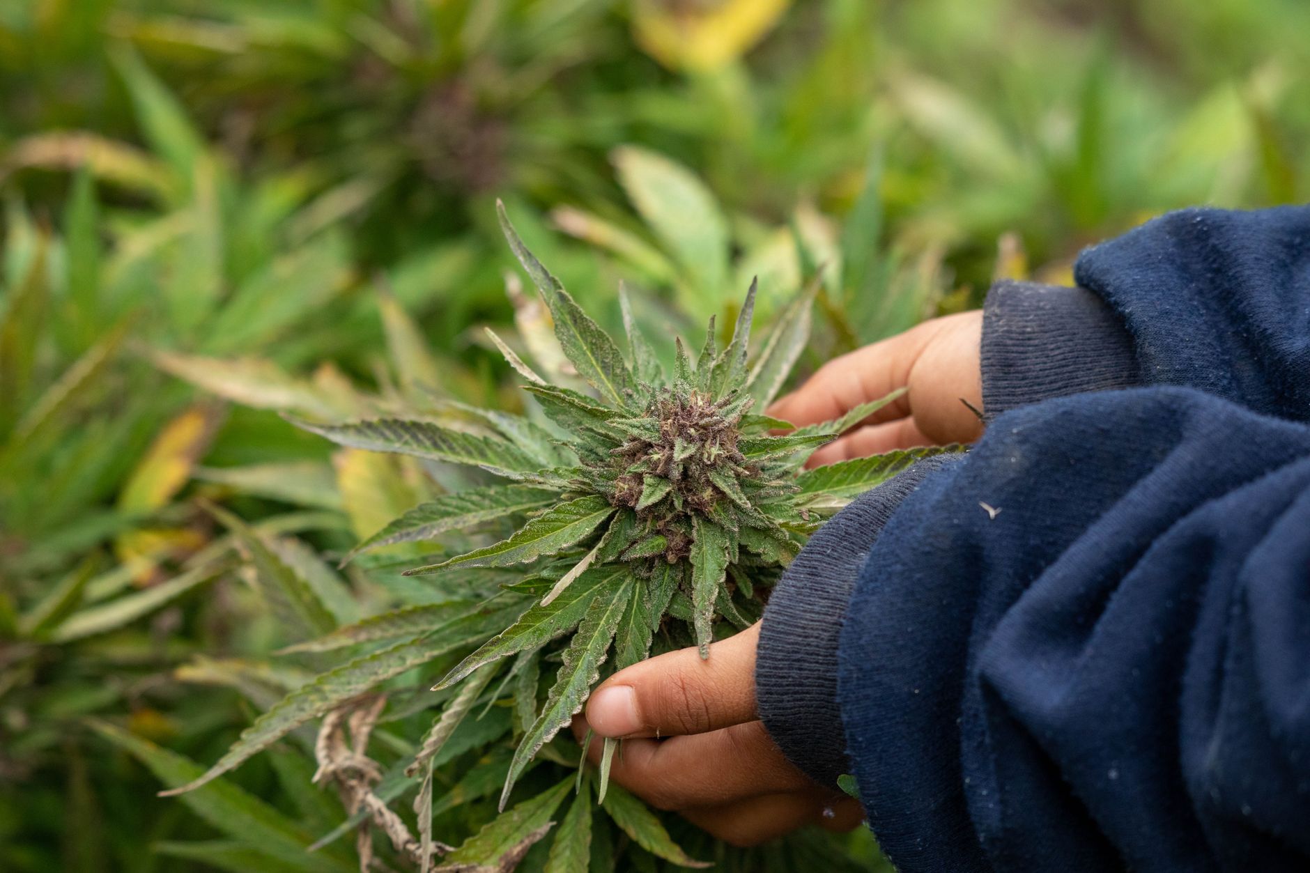 Mains tenant délicatement un plant de cannabis mature en extérieur, illustrant la croissance et la culture naturelle.