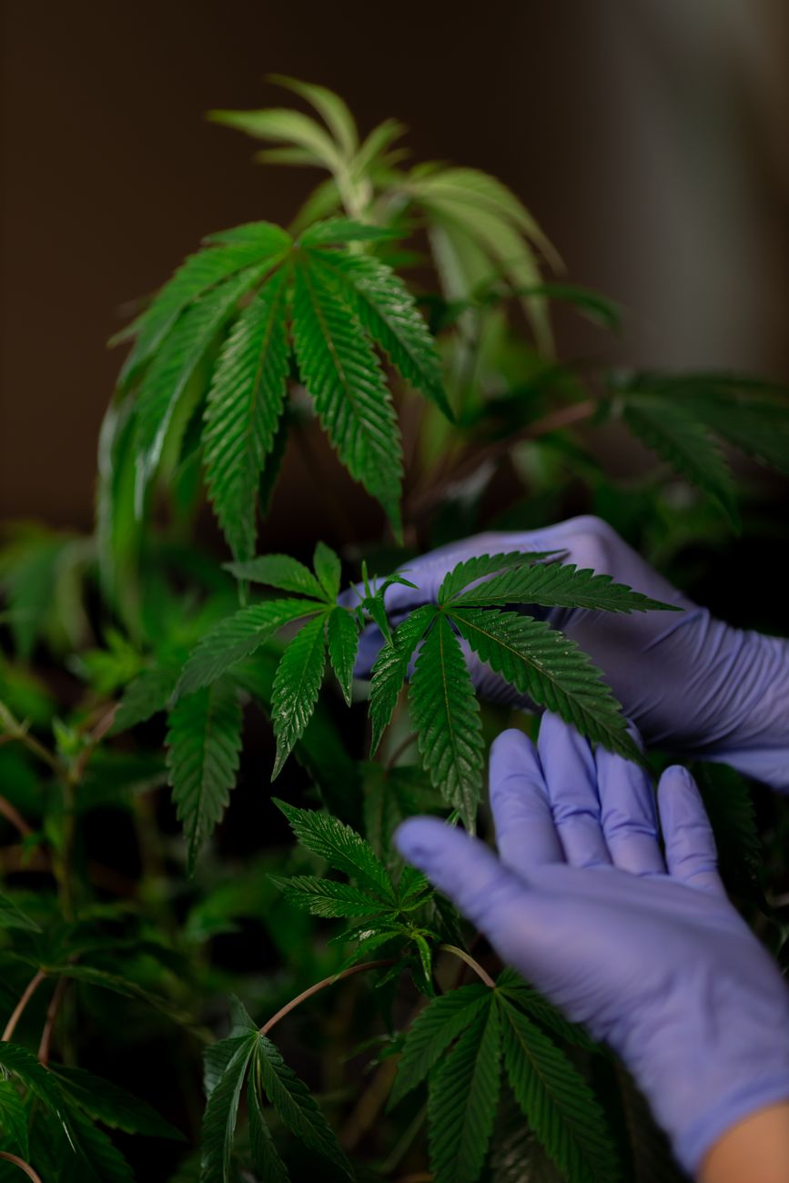 Mains gantées examinant les feuilles d'un plant de cannabis en intérieur, mettant en valeur la croissance et la culture.