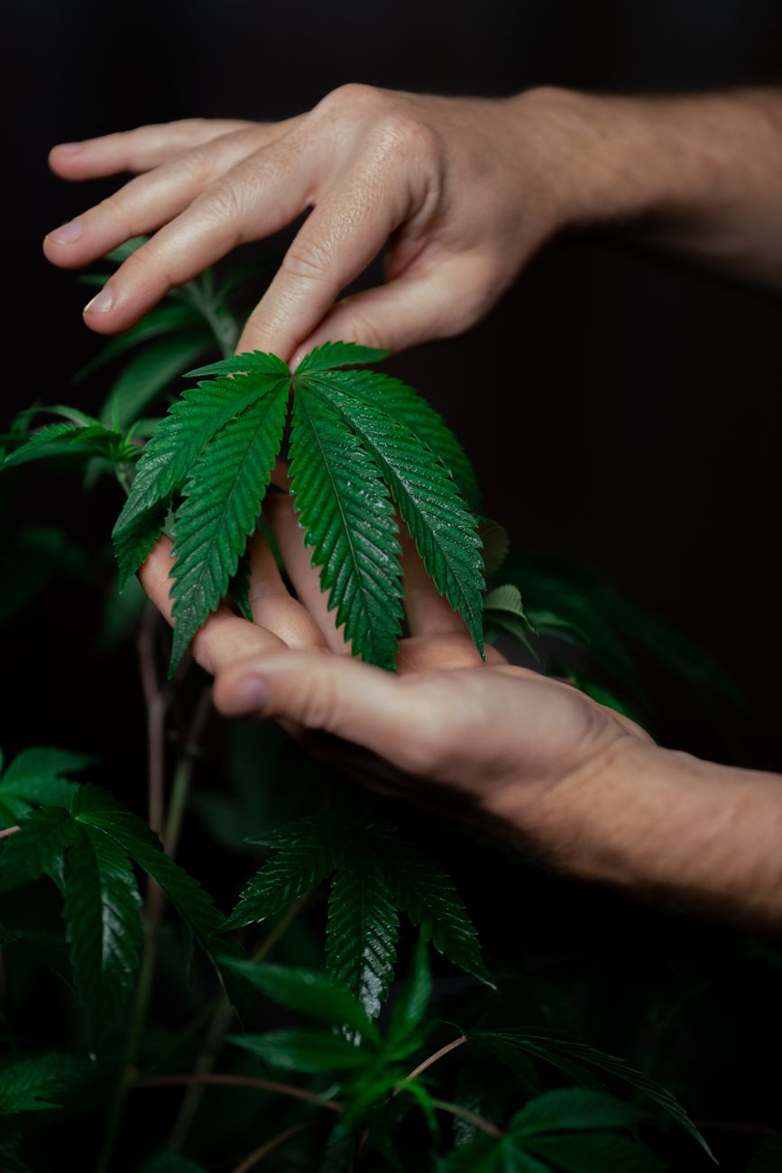 Gros plan de mains tenant délicatement une feuille de cannabis fraîche sur fond sombre.