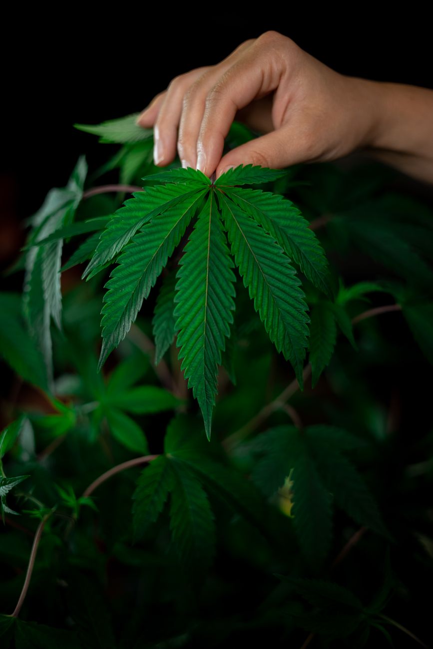 Une main tient délicatement une feuille de cannabis vibrante sur fond sombre, mettant en valeur son détail et sa fraîcheur.