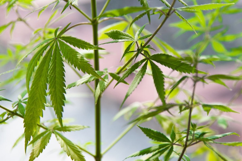 Plant de cannabis sain avec des feuilles nourricières vibrantes — des génétiques de qualité et une bonne technique de culture déterminent l'expérience finale que vous dabbiez ou vapiez