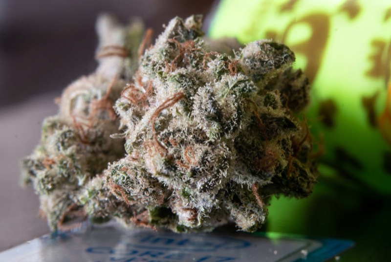 Photographie macro d'une fleur de cannabis correctement affinée montrant la structure intacte des trichomes et des têtes de résine ambrées