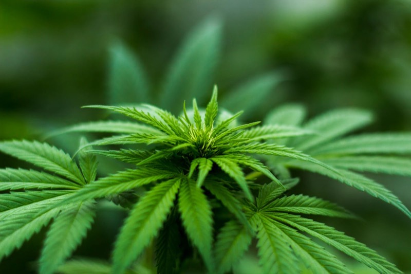 Plant de cannabis prêt pour la récolte avec des bourgeons matures et des trichomes résineux visibles sur les pointes des colas