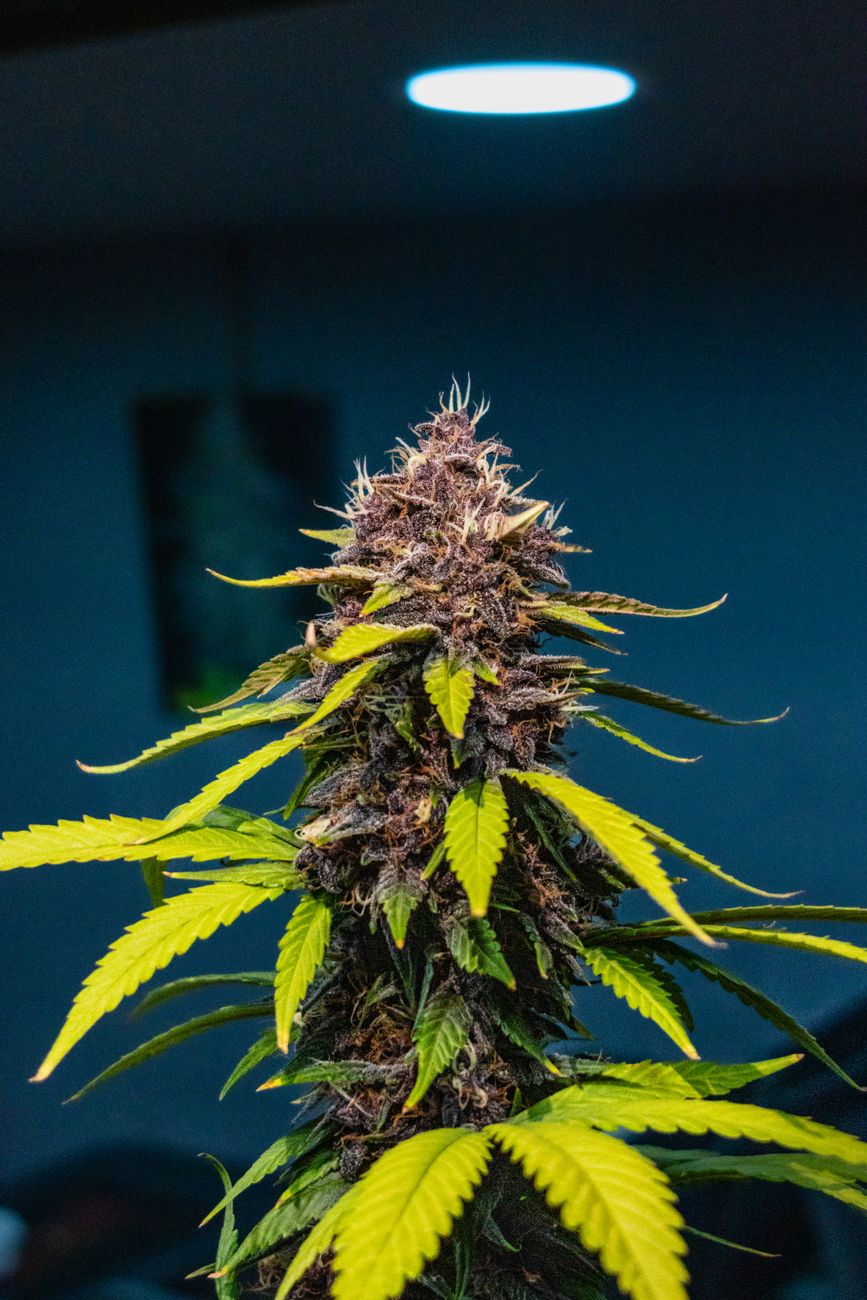 Gros plan d'une plante de cannabis vibrante aux feuilles distinctives sous éclairage intérieur.