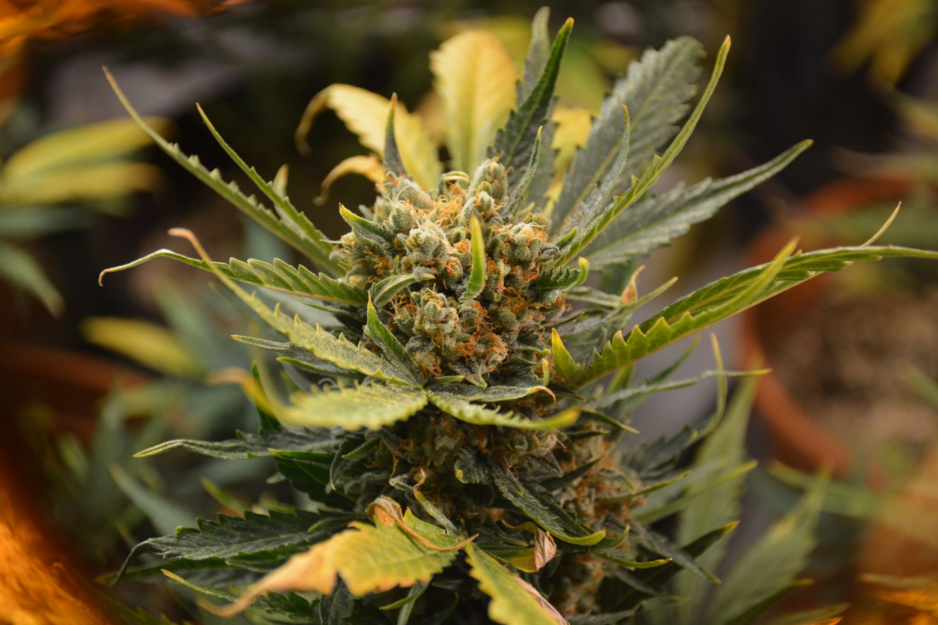 Vue détaillée d'une plante de cannabis aux feuilles et aux bourgeons éclatants.