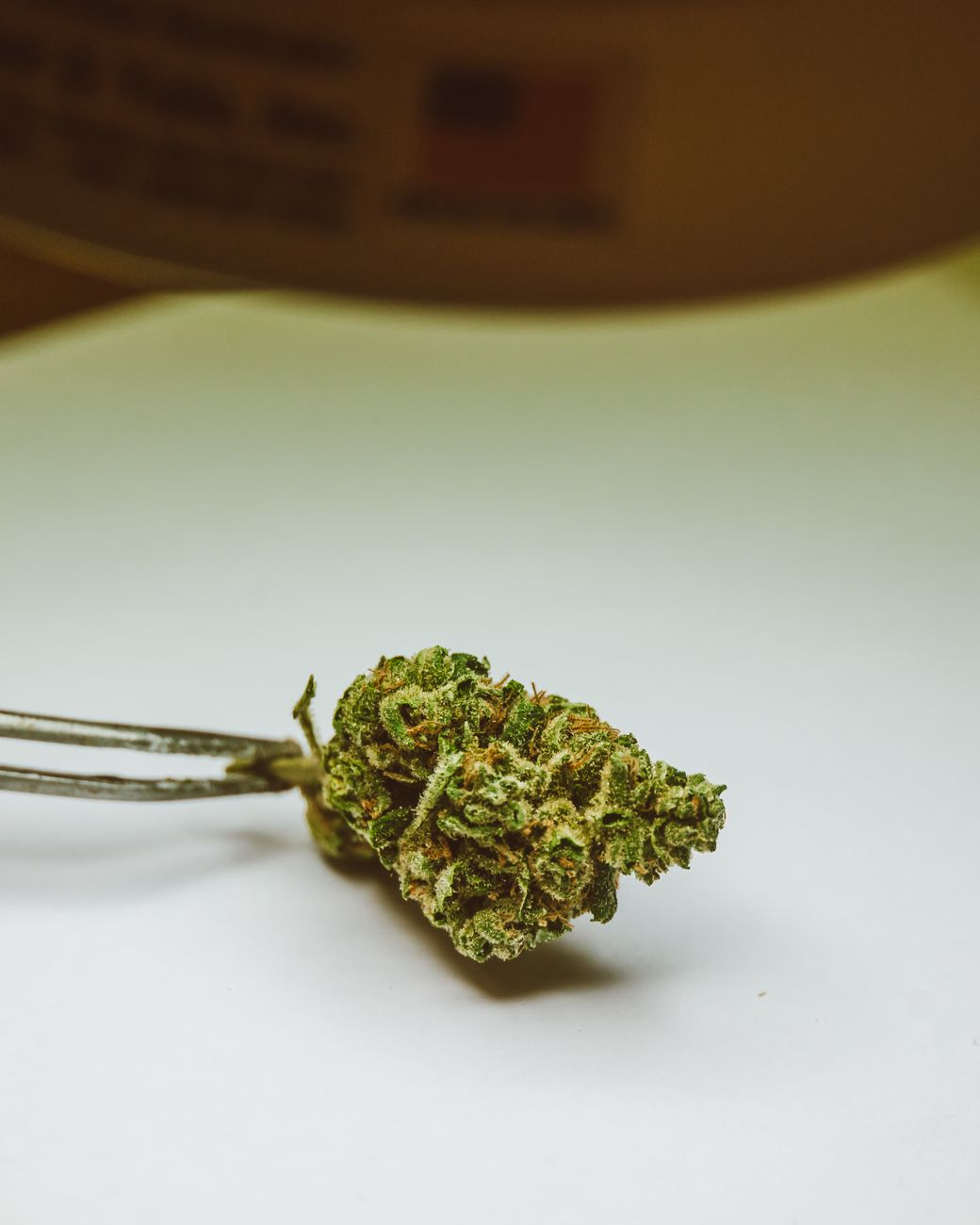 Gros plan détaillé d'un bourgeon de cannabis tenu par des pinces sur un fond neutre.