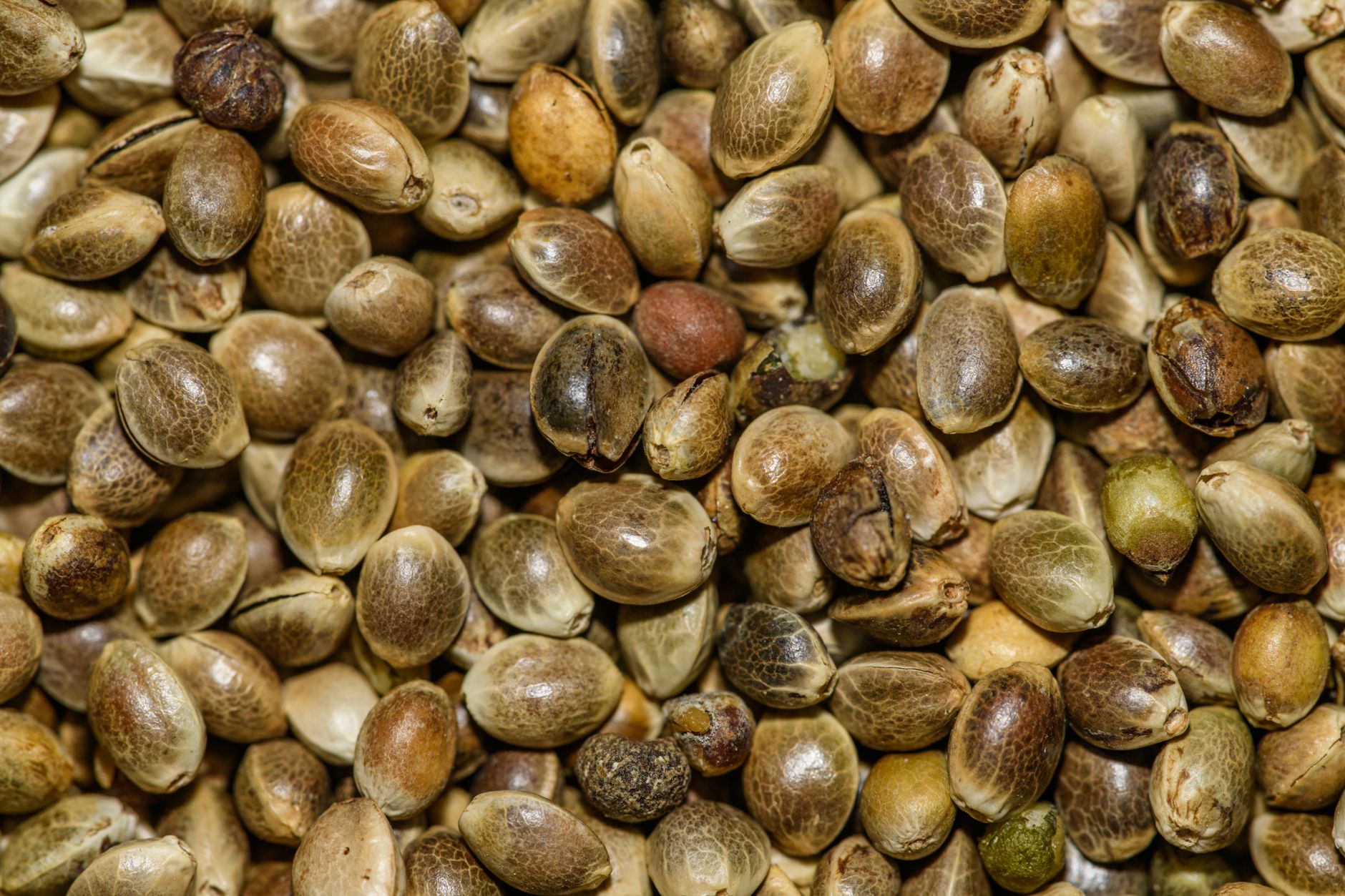 Gros plan détaillé de graines de chanvre mettant en valeur leurs textures naturelles et leur valeur nutritionnelle.