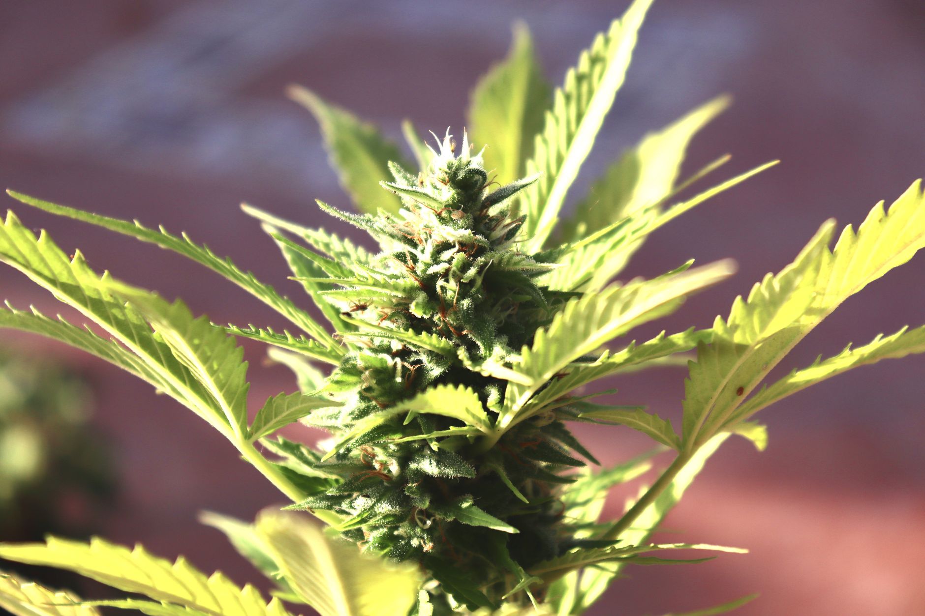 Macro d'un bourgeon de cannabis montrant feuilles détaillées et trichomes.