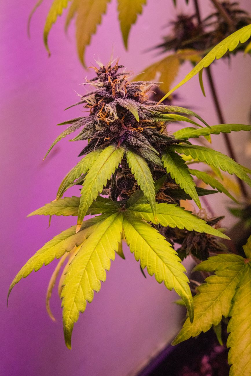 Vue détaillée d'un plant de cannabis avec des bourgeons colorés et des feuilles sous lumière violette.