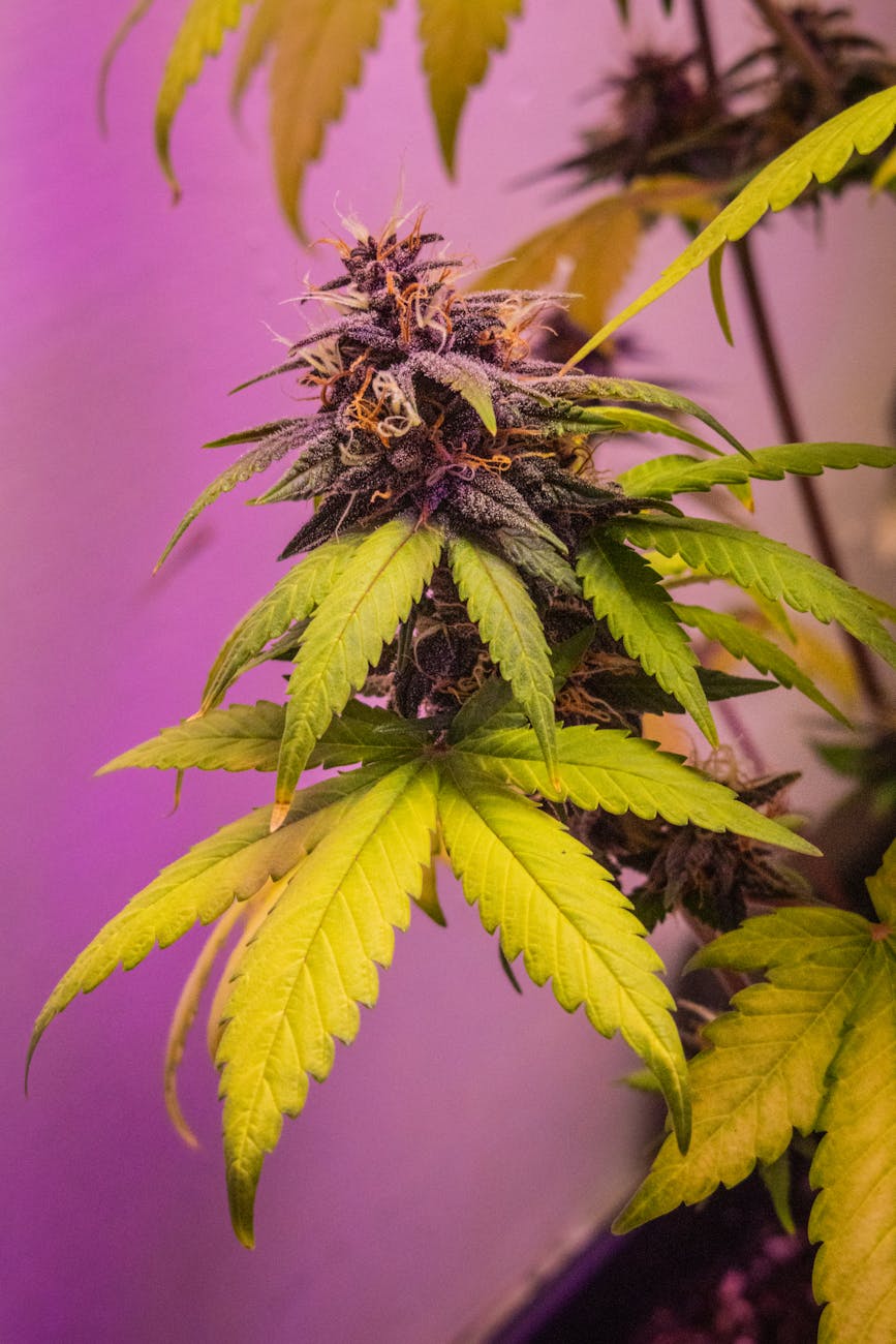 Vue détaillée d'une plante de cannabis avec des bourgeons et des feuilles colorés sous lumière violette.