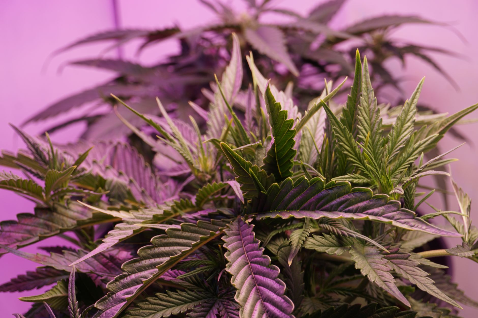 Gros plan détaillé de feuilles de cannabis vibrantes éclairées par une lumière violette, mettant en valeur un feuillage luxuriant.