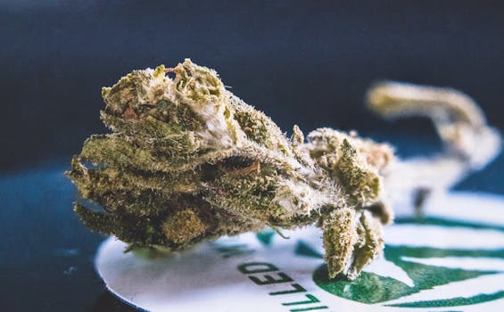 Vue détaillée d'un bourgeon de cannabis séché, mettant en valeur sa texture et ses trichomes.