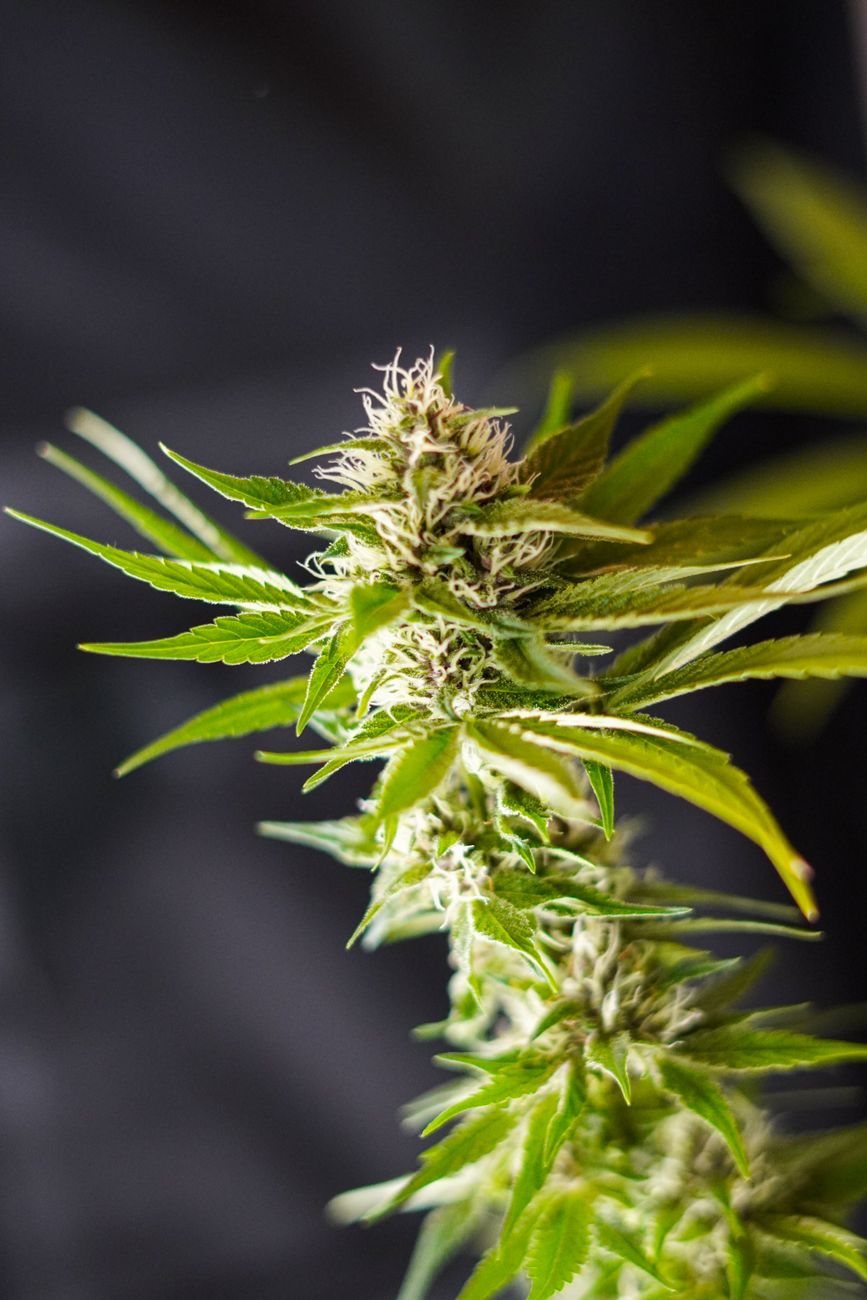 Vue verticale d'un bourgeon de cannabis vibrant avec des feuilles vertes, mettant en valeur les trichomes et les textures.