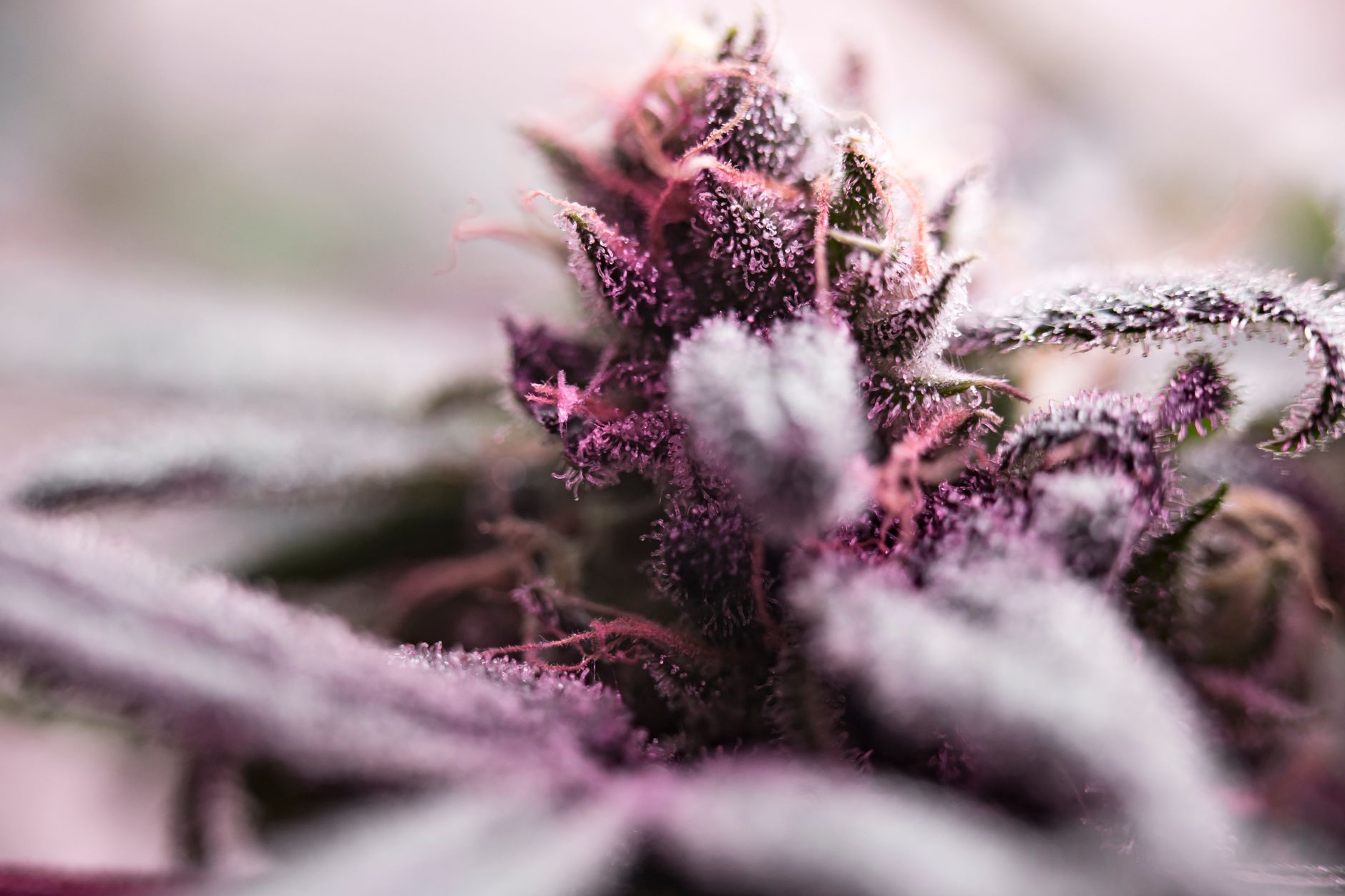 Gros plan macro détaillé d'un bourgeon de cannabis givrant aux couleurs vibrantes, capturé en mise au point douce.