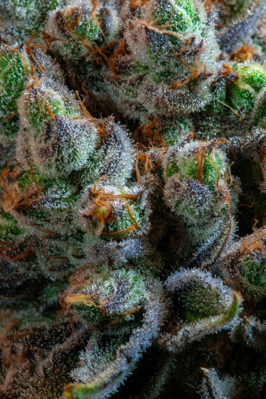 Gros plan macro de bourgeons de cannabis couverts de trichomes givrants au Paraguay.