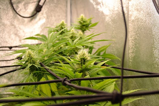 Gros plan d'une plante de cannabis saine avec des bourgeons dans un environnement intérieur contrôlé.