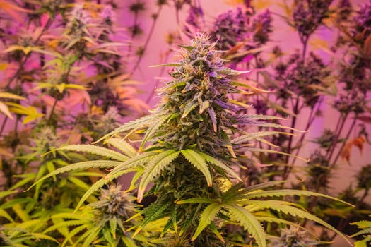 Vue détaillée d'une plante de cannabis sous un éclairage rose vif, en intérieur.