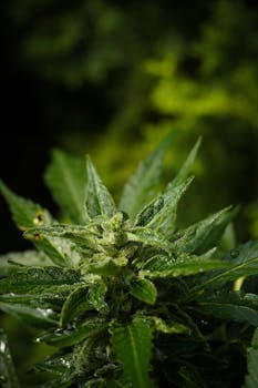 Macro haute qualité d'un plant de cannabis montrant des feuilles vertes et des trichomes visibles.