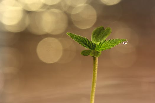 Gros plan d'un plant de cannabis en germination avec une goutte d'eau sur une feuille, illustrant la croissance et la fraîcheur.