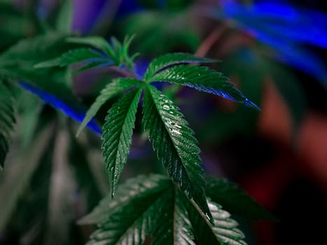 Gros plan détaillé de feuilles de cannabis luxuriantes avec des gouttes d'eau, affichant de riches nuances de vert.