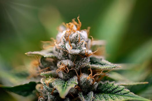 Gros plan macro d'un bourgeon de cannabis givré avec des trichomes détaillés.