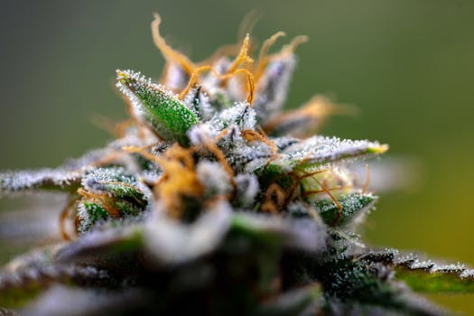 Gros plan d'un bourgeon de cannabis montrant des trichomes givrés dans un cadre extérieur serein.