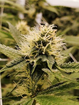Gros plan macro d'une fleur de plant de cannabis montrant ses détails complexes et ses trichomes.