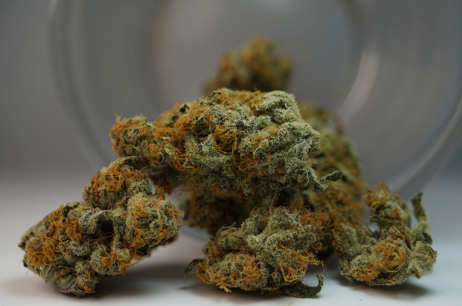 Vue détaillée de bourgeons de cannabis avec des pistils oranges, mettant en valeur les textures et les couleurs.
