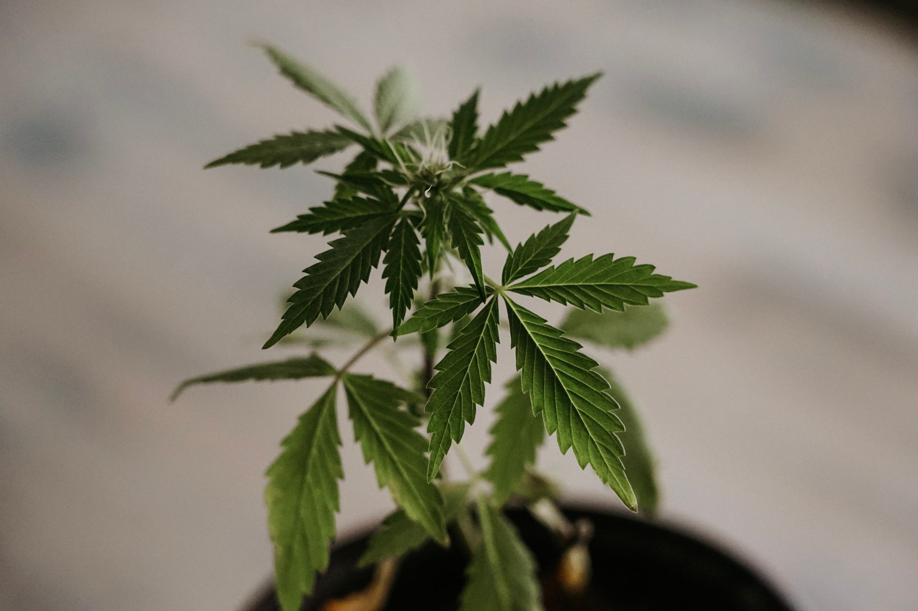 Gros plan détaillé de feuilles de cannabis vertes, mettant en valeur leurs bords dentelés caractéristiques.