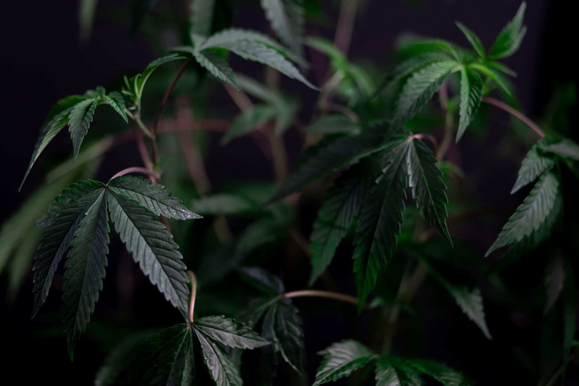 Gros plan de feuilles de cannabis vibrantes illustrant une croissance luxuriante avec une mise au point sélective.